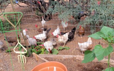 Nest Run vs. Graded Eggs: Rules, Labels & What It Means for You